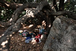 Patterns of Migration