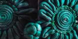 Patterns of Migration